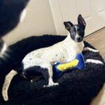 Chili -  Mixed Breed Dog for Adoption in Fort Wayne, Indiana - Chili | PetCurious