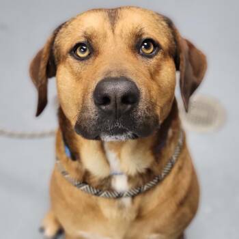 Mixed Breed Dogs Available for Adoption - Red | PetCurious
