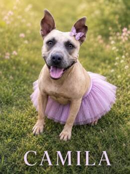 Camila -  American Staffordshire Terrier Dog for Adoption in Lucas, Texas - Camila | PetCurious