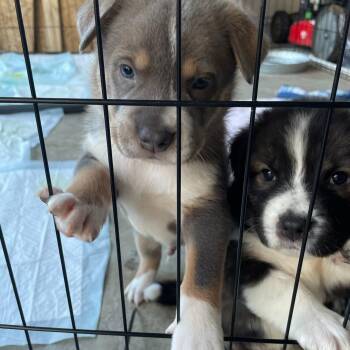 Shar Pei and Husky Dogs Available for Adoption - Myrtle | PetCurious