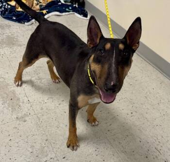 Bull Terrier Dogs Available for Adoption in Salt Lake City, Utah - *June July* | PetCurious
