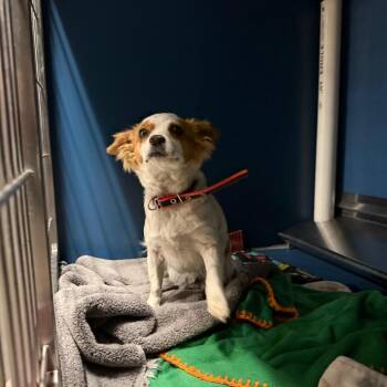Chihuahua Dogs Available for Adoption - HSOY-Stray-125674 | PetCurious