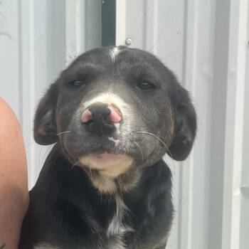 Shepherd and American Staffordshire Terrier Dogs Available for Adoption - Ace | PetCurious