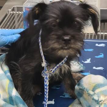 Sprout -  Schnauzer Dog for Adoption in Galveston, Texas - Sprout | PetCurious