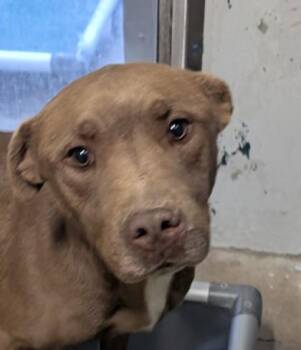 Mixed Breed Dogs Available for Adoption - Boots | PetCurious