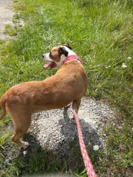 Lilliana - Courtesy Listing -  Terrier Dog for Adoption in Rootstown, Ohio - Lilliana - Courtesy Listing | PetCurious