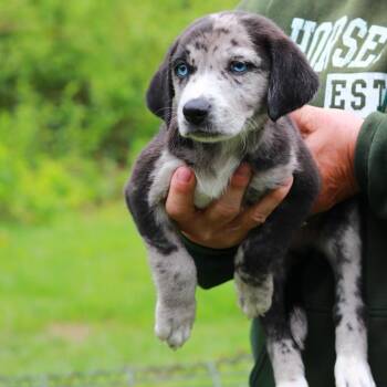 Catahoula Leopard Dog and Mixed Breed Dogs Available for Adoption in Stormville, New York - CT Portobello Avail May 30 (Ellington, CT) | PetCurious