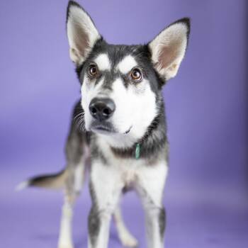 Brave -  Husky Dog for Adoption in Portland, Oregon - Brave | PetCurious