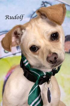 Chihuahua and Shepherd Dogs Available for Adoption in Gilbert, Arizona - Rudolf | PetCurious