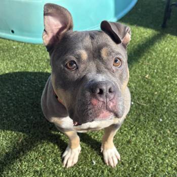 Pit Bull Terrier Dogs Available for Adoption in Eatontown, New Jersey - Cyrilla | PetCurious