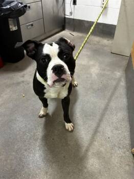 MIDNIGHT -  Pit Bull Terrier Dog for Adoption - MIDNIGHT | PetCurious