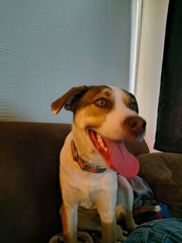 Cattle Dog and Boxer Dogs Available for Adoption - Johnny Tapia | PetCurious