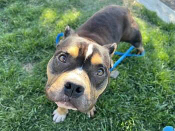 KNOX -  American Bulldog Dog for Adoption in San Jose, California - KNOX | PetCurious