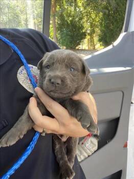 Rescue Mixed Breed Dogs for Adoption in Dallas, Texas - GRAYSON | PetCurious