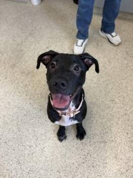 Lavender -  Mixed Breed Dog for Adoption in Lafayette, Indiana - Lavender | PetCurious