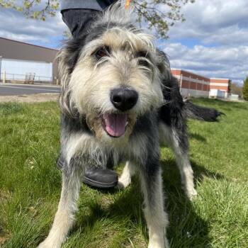 Mixed Breed Dogs Available for Adoption in Spokane, Washington - Bailey | PetCurious