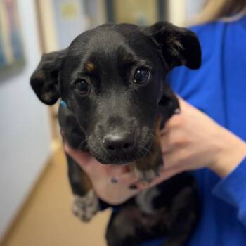 Mixed Breed Dogs Available for Adoption - Toast Extra Crispy | PetCurious