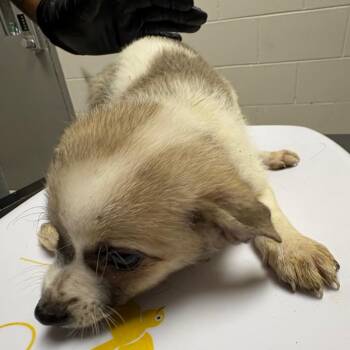 Mixed Breed Dogs Available for Adoption in Lufkin, Texas - Oliver | PetCurious