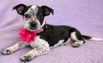 French Bulldog and Cattle Dog Dogs Available for Adoption in Lodi, California - Lindy | PetCurious