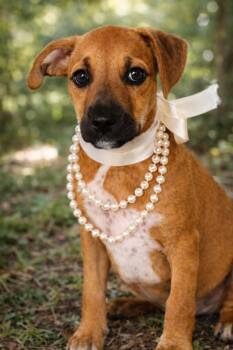 Jack Russell Terrier and Schnauzer Dogs Available for Adoption - DIOR | PetCurious