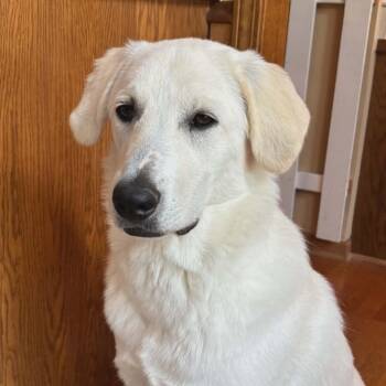 Godric -  Great Pyrenees and Mixed Breed Dog for Adoption in Joliet, Illinois - Godric | PetCurious