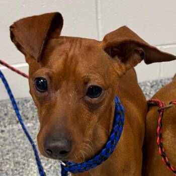 Jumping Jacks -  Miniature Pinscher Dog for Adoption in Greenville, South Carolina - Jumping Jacks | PetCurious