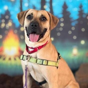 Simba -  Black Mouth Cur and Mixed Breed Dog for Adoption in Richmond, Virginia - Simba | PetCurious