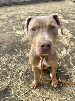 Pit Bull Terrier Dogs Available for Adoption in Chicago, Illinois - Kapow | PetCurious