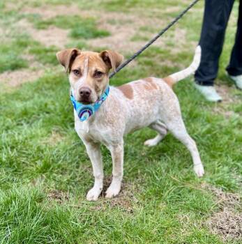 Coonhound and Mixed Breed Dogs Available for Adoption - Rosie | PetCurious
