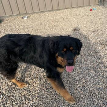 Rottweiler Dogs Available for Adoption in North Battleford, Saskatchewan - Chuck | PetCurious