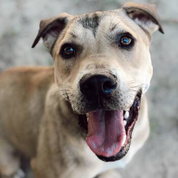 Kipster -  Mixed Breed and Labrador Retriever Dog Available for Adoption in Rossville, Tennessee - Kipster | PetCurious