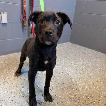 Black Labrador Retriever and Terrier Dogs Available for Adoption in Tuscaloosa, Alabama - TUSC-Stray-84055 | PetCurious