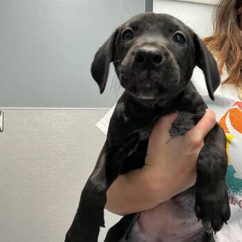Doris -  Black Labrador Retriever and Mixed Breed Dog for Adoption in Saint Joseph, Missouri - Doris | PetCurious