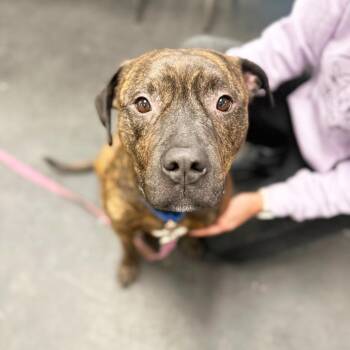Duke -  Mixed Breed Dog for Adoption in Oshkosh, Wisconsin - Duke | PetCurious