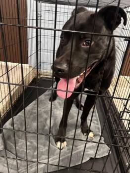 Roper -  Black Labrador Retriever and Pit Bull Terrier Dog for Adoption in Georgetown, Ohio - Roper | PetCurious