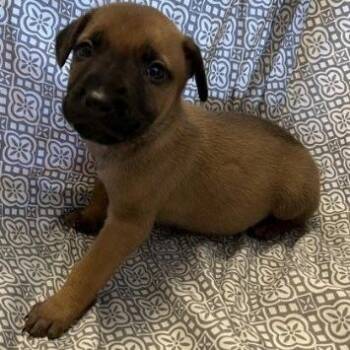 English Bulldog and Mixed Breed Dogs Available for Adoption in Stormville, New York - NY Marvin Avail Apr 18 (Tractor Supply Patterson NY) | PetCurious