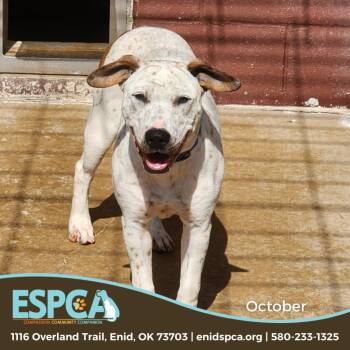 Rescue Cattle Dog and Pointer Dogs for Adoption in Enid, Oklahoma - October | PetCurious