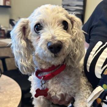 Poodle and Maltese Dogs Available for Adoption - Miki | PetCurious