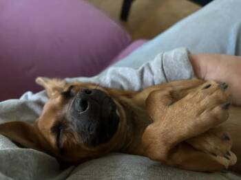 Bean -  Dachshund and Chihuahua Dog for Adoption in Willcox, Arizona - Bean | PetCurious