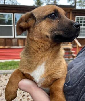 Shepherd and Corgi Dogs Available for Adoption in Thompson Falls, Montana - Nora | PetCurious