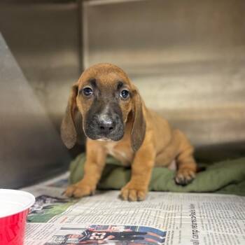 Mixed Breed Dogs Available for Adoption - Crocket | PetCurious