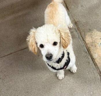 Poodle Dogs Available for Adoption in Tehachapi, California - Hiccup | PetCurious