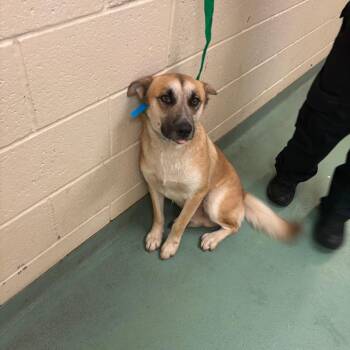 Tanner -  Mixed Breed Dog for Adoption in Memphis, Tennessee - Tanner | PetCurious