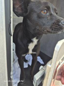Terrier Dogs Available for Adoption in San Antonio, Texas - FIFI | PetCurious