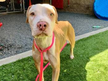 A554050 -  Pit Bull Terrier and Mixed Breed Dog for Adoption in Moreno Valley, California - A554050 | PetCurious