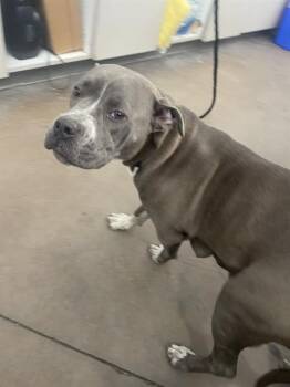 Mixed Breed Dogs Available for Adoption in Dallas, Texas - CALIFAS | PetCurious