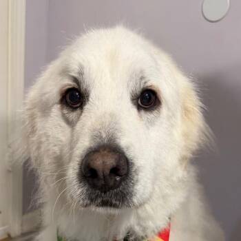 Great Pyrenees Dogs Available for Adoption in Greenfield, Indiana - Kiera | PetCurious