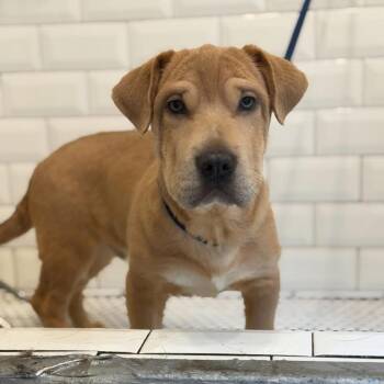 Barney -  Dachshund and Shar Pei Dog for Adoption in Philadelphia, Pennsylvania - Barney | PetCurious