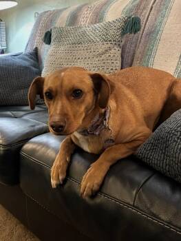 Astra ( aka Mia ) ~ FOSTER or FOSTSER TO ADOPT NEEDED~ -  Chihuahua Dog for Adoption in Minneapolis, Minnesota - Astra ( Aka Mia ) ~ FOSTER Or FOSTSER TO ADOPT NEEDED~ | PetCurious
