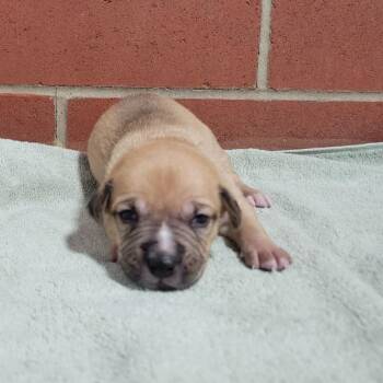 Doodlebug -  Terrier and Mixed Breed Dog for Adoption in Cabot, Arkansas - Doodlebug | PetCurious